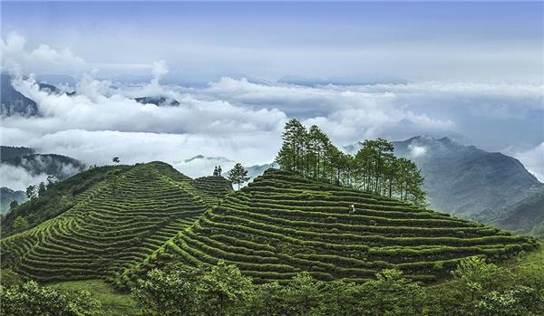 高端绿茶鲜爽品质决定竹叶青茶价格