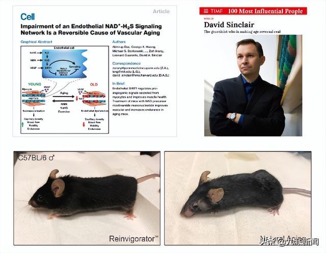 美国加州大学在冬眠土拨鼠身上发现逆转衰老技术，可暂停衰老时钟