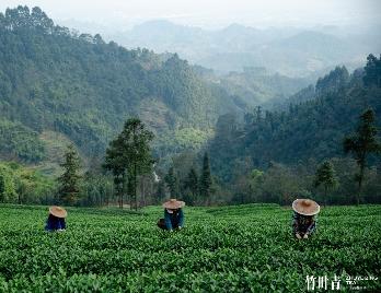 高端绿茶鲜爽品质决定竹叶青茶价格