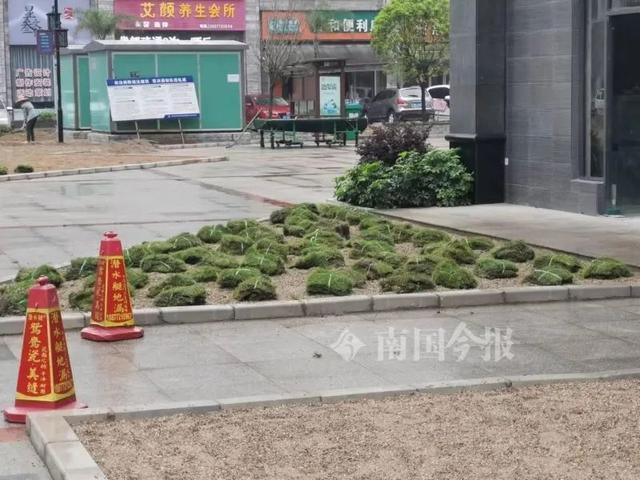 这是啥呀？柳州一小区“硬种”绿化草木，业主不干了……