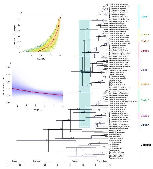 唇形科青兰属分类学与生物地理学研究获进展