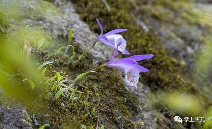 庆元发现“国保”植物独蒜兰居群