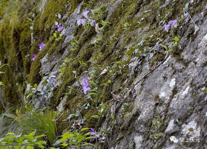 庆元发现“国保”植物独蒜兰居群