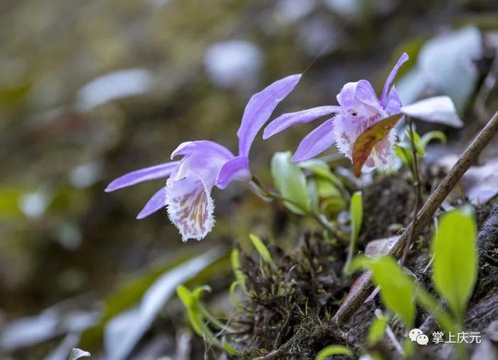 庆元发现“国保”植物独蒜兰居群