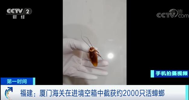 2000只活体蟑螂被海关截获！怎么来的？