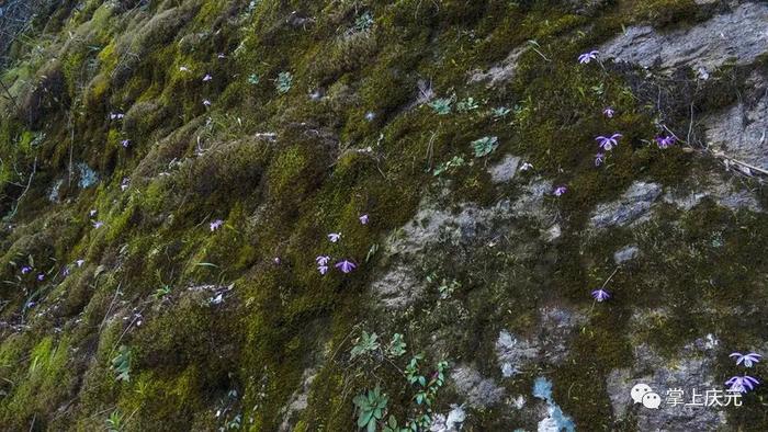 庆元发现“国保”植物独蒜兰居群