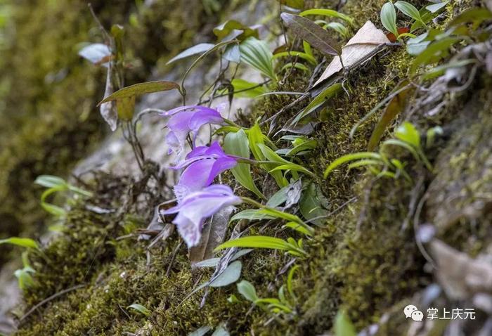 庆元发现“国保”植物独蒜兰居群