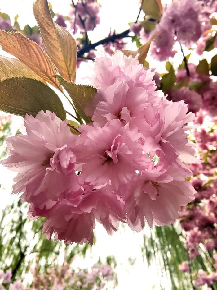 今日谷雨｜万物正逢时