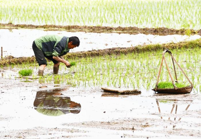 谷雨时节种谷天——各地加快春耕春播生产