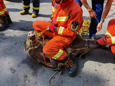 今早，杭州灵隐路惊现一头野猪！长一米！结果……