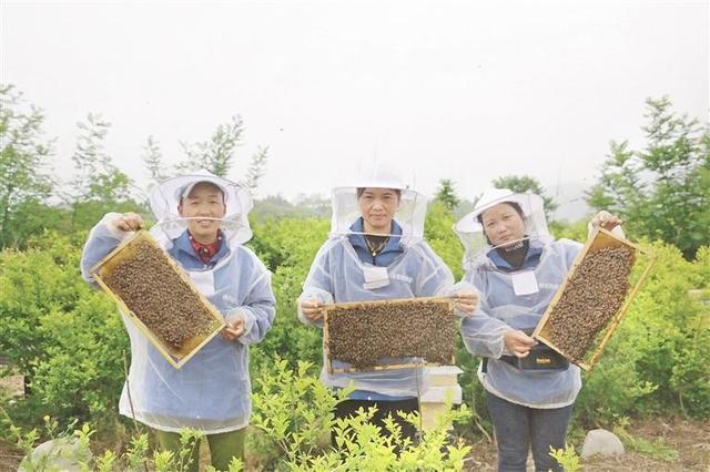 遵义播州区：喜迎“蜂”收季