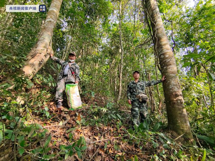 云南瑞丽首次发现国家一级重点保护野生植物云南娑罗双野生种群