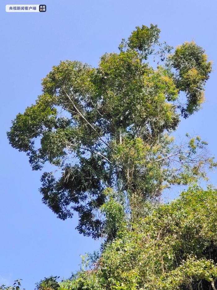 云南瑞丽首次发现国家一级重点保护野生植物云南娑罗双野生种群