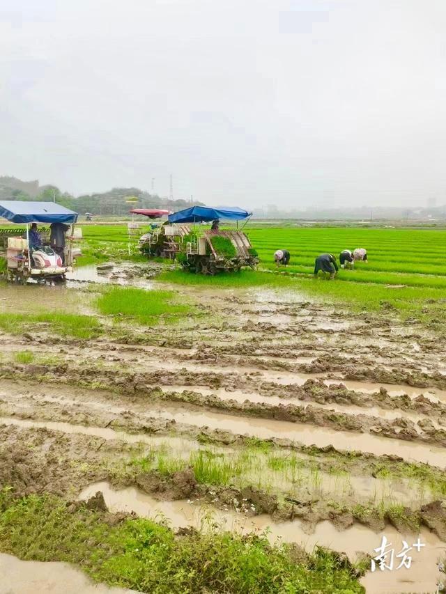 普宁赤岗：4000亩水田唤醒“沉睡”的土地