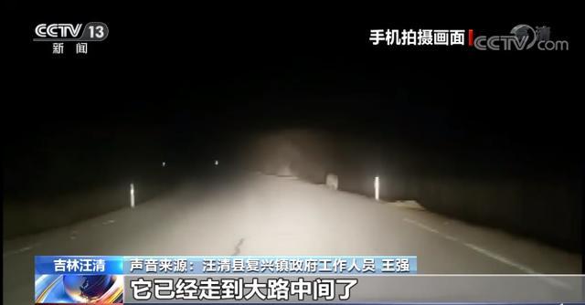 深夜路遇东北虎隔车窗与人对视，已是今年第二例