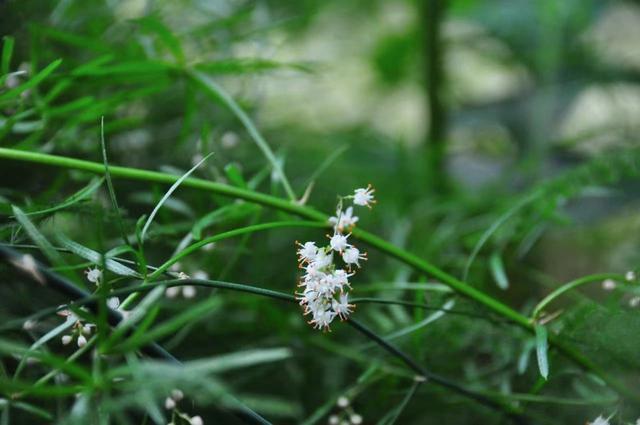 《本草纲目》意外走红，扒一扒歌中这些熟悉又陌生的药用植物