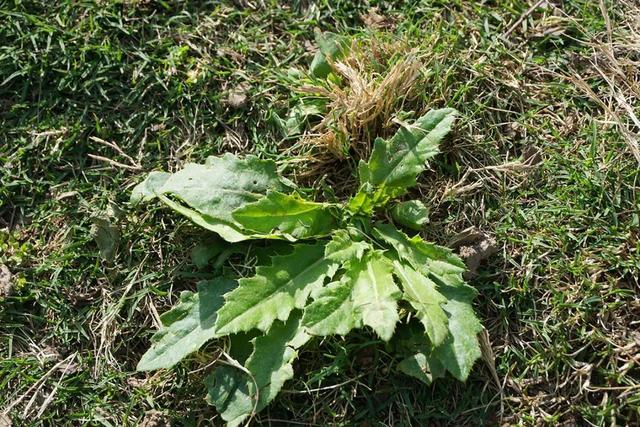 小区里的野菜能吃吗？松江辰山植物园专业人员提醒，食用后出现这些症状马上就医