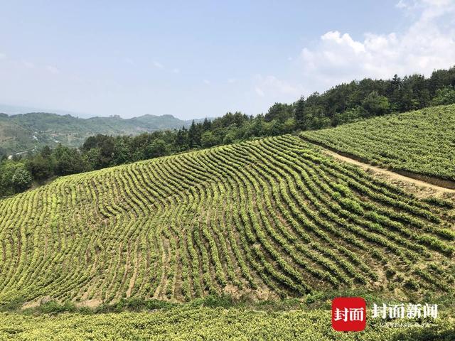 风吹茶花香满山 白茶花托起姊妹花的大学梦｜川越这5年·了不起的我们