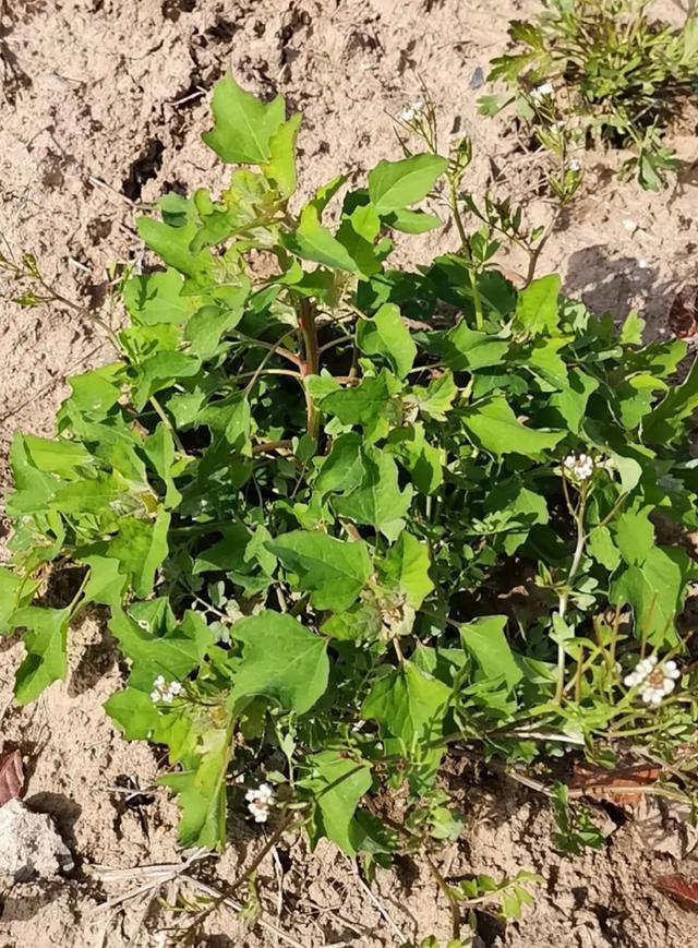 小区里的野菜能吃吗？松江辰山植物园专业人员提醒，食用后出现这些症状马上就医