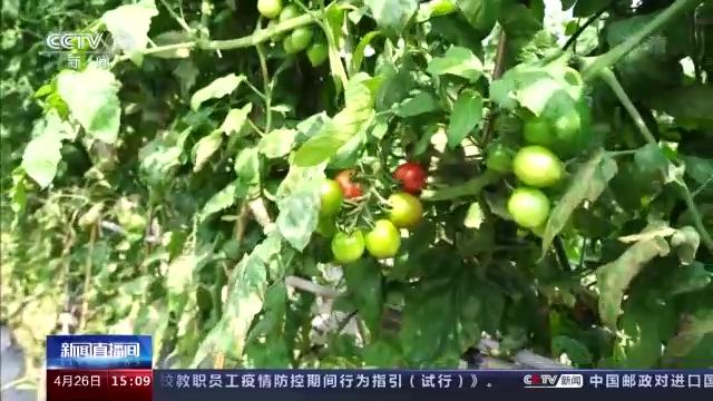 神舟十三号飞船返回舱开舱 太空育种让我们“大饱口福”