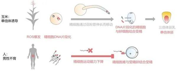 研究揭示活性氧是单倍体诱导的核心因子