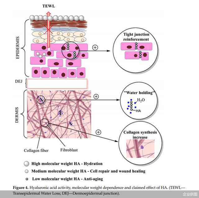 皮肤科临床应用专家共识：不同的分子量、不同分子结构透明质酸具有不同功效