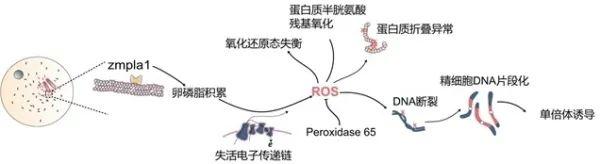 研究揭示活性氧是单倍体诱导的核心因子