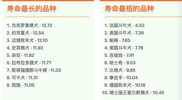 研究：杰克罗素梗犬是活得最久的英国犬，法斗平均寿命才4.5岁