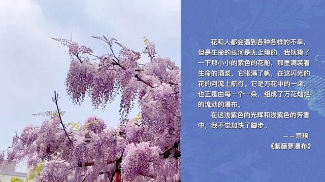 假日书房｜宗璞：生命的长河是无止境的