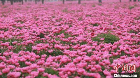 安徽亳州：芍药花开香满城 “云上”赏花话养生