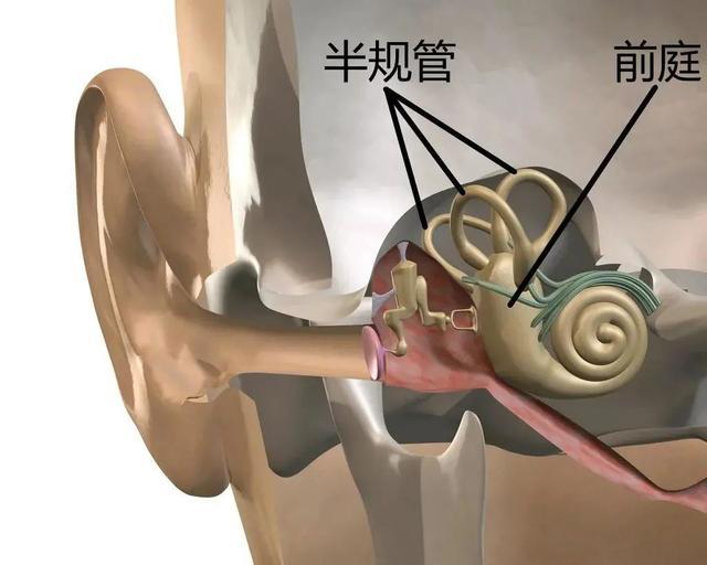 悠着点！一“刘畊宏女孩”跳完操突发眩晕，竟因耳朵里……