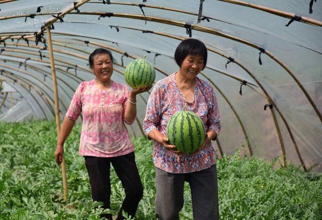 成渝之心内江好耍｜5月中旬夏满蜜桃、郭北西瓜将同步成熟 赠送一日游攻略让你甜蜜入夏