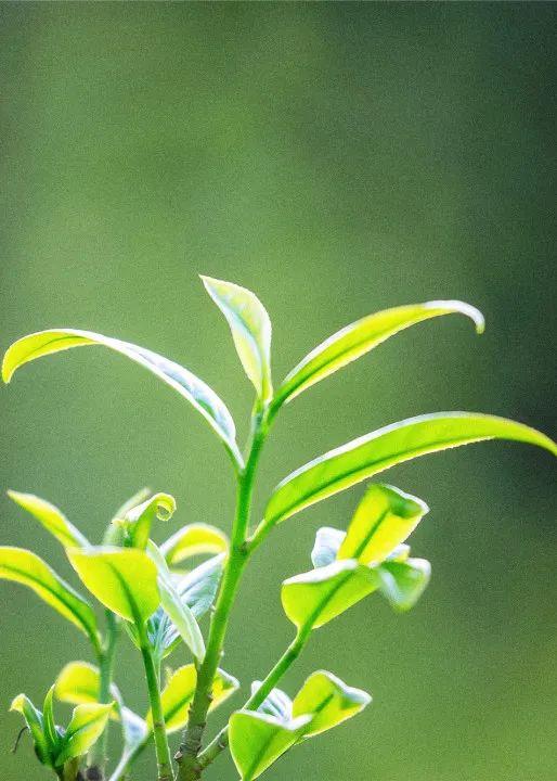 茶香萦绕最潮州｜怀念一杯敬师茶