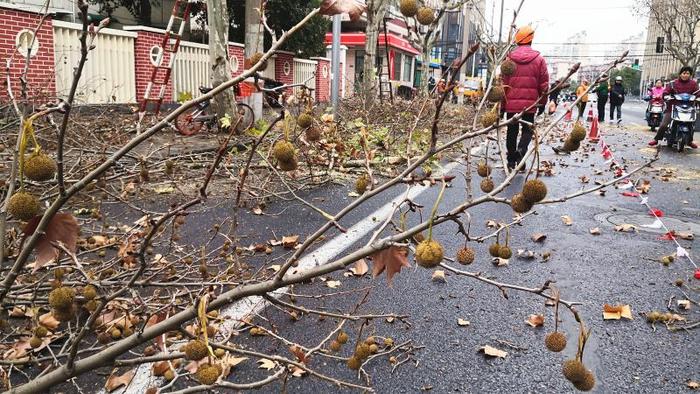 消除4万多株悬铃木飞絮，上海200条道路将“吹冲扫”，会用消毒剂吗？