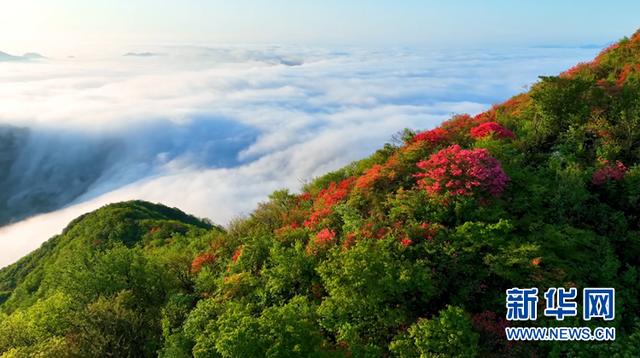 美爆了！高山野生杜鹃花竞相盛开