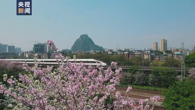 花海和火车同框，这份夏日列车限定美景你爱了吗？