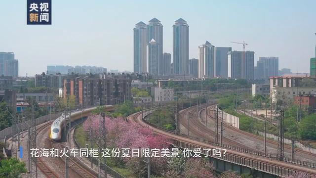 花海和火车同框，这份夏日列车限定美景你爱了吗？