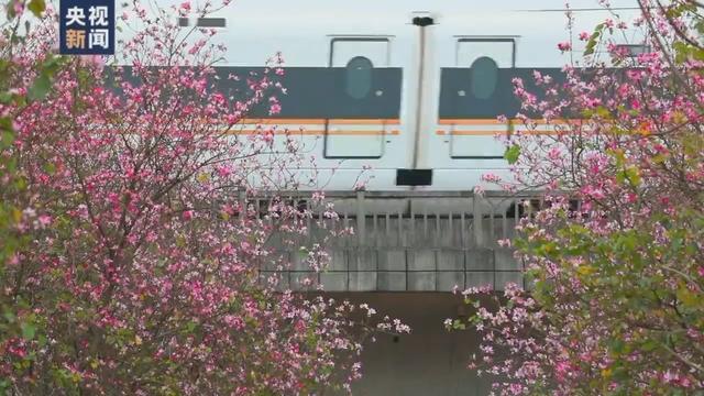 花海和火车同框，这份夏日列车限定美景你爱了吗？