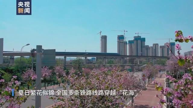 花海和火车同框，这份夏日列车限定美景你爱了吗？