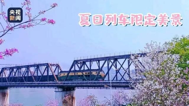 花海和火车同框，这份夏日列车限定美景你爱了吗？