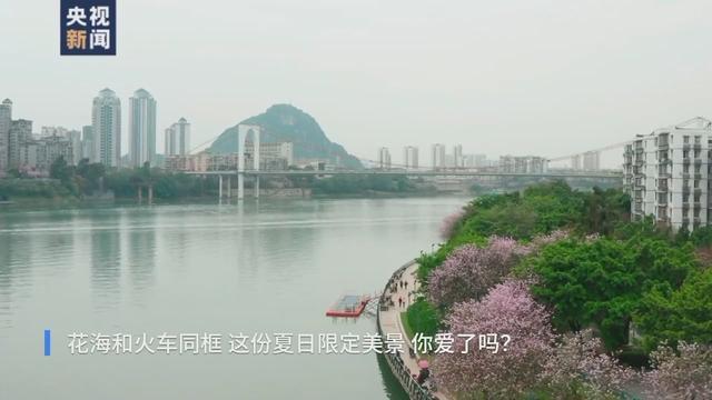 花海和火车同框，这份夏日列车限定美景你爱了吗？