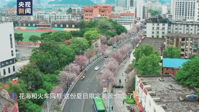 花海和火车同框，这份夏日列车限定美景你爱了吗？