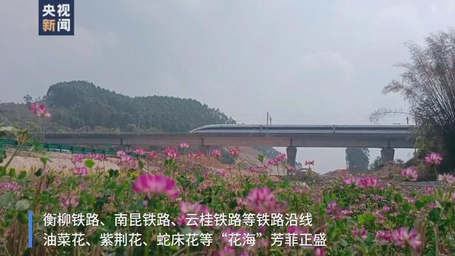 花海和火车同框，这份夏日列车限定美景你爱了吗？