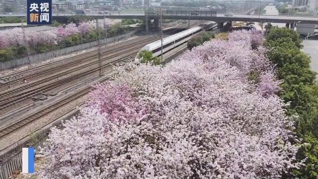 花海和火车同框，这份夏日列车限定美景你爱了吗？