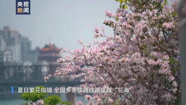 花海和火车同框，这份夏日列车限定美景你爱了吗？