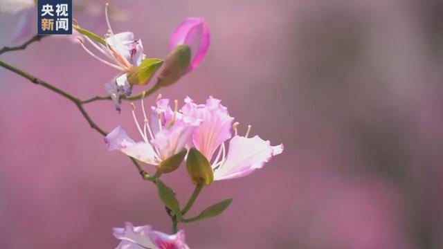 花海和火车同框，这份夏日列车限定美景你爱了吗？