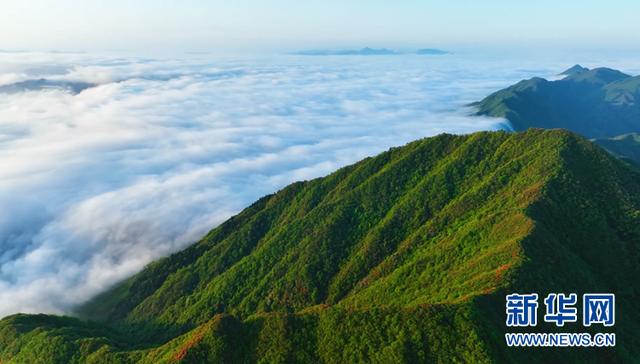 美爆了！高山野生杜鹃花竞相盛开