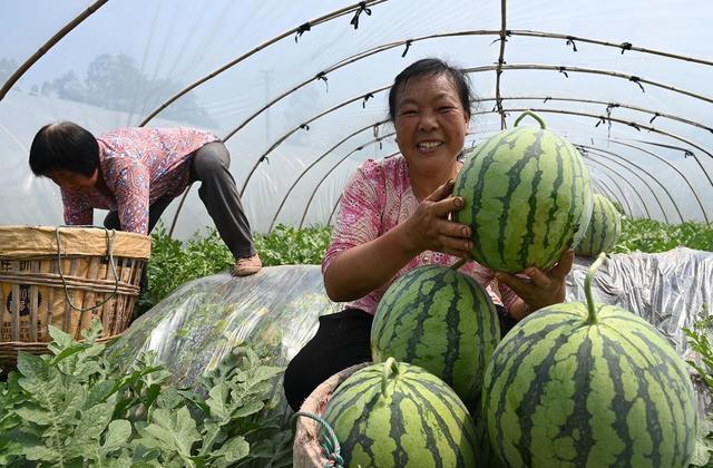 四川内江：品牌西瓜助增收