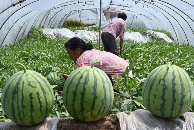 四川内江：品牌西瓜助增收