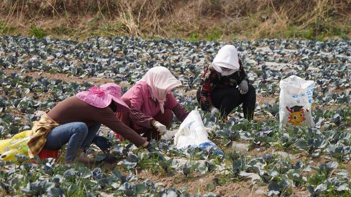 银川兴庆区：精品蔬菜收获的不止 一片“嫩绿”